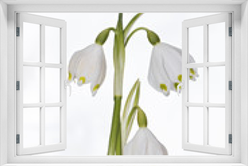 Fototapeta Naklejka Na Ścianę Okno 3D - orchid