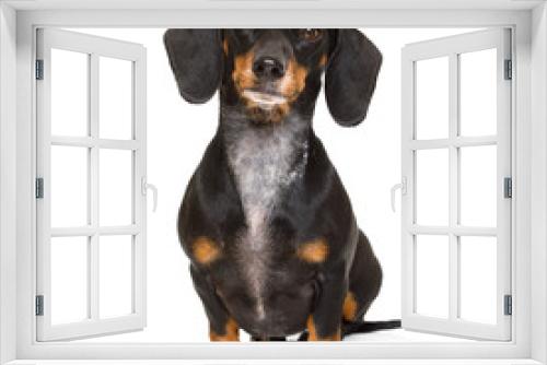 Fototapeta Naklejka Na Ścianę Okno 3D - sitting dachshund or sausage dog
