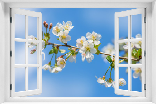 Fototapeta Naklejka Na Ścianę Okno 3D - Apfelbaumblüte am sonnigen Frühlingstag