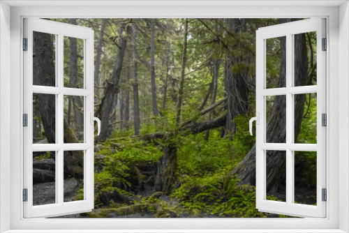 Fototapeta Naklejka Na Ścianę Okno 3D - Hoh Rainforest