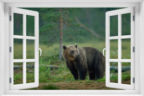 Fototapeta Naklejka Na Ścianę Okno 3D - animal