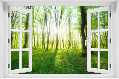 Fototapeta Naklejka Na Ścianę Okno 3D -  Forest in  morning