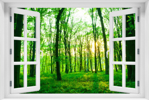Fototapeta Naklejka Na Ścianę Okno 3D -  Forest in  morning
