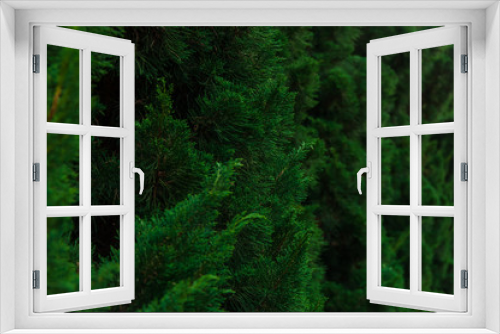 Fototapeta Naklejka Na Ścianę Okno 3D - Closeup of Green pine tree