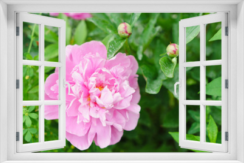 Fototapeta Naklejka Na Ścianę Okno 3D - pink peony flower (botan) 