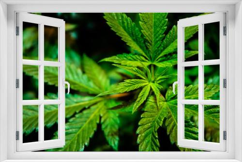 Fototapeta Naklejka Na Ścianę Okno 3D - Cannabis Varieties, Macro and Close Up Medical and Recreational Marijuana