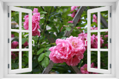 Fototapeta Naklejka Na Ścianę Okno 3D - Pink rose flowers on branch close up