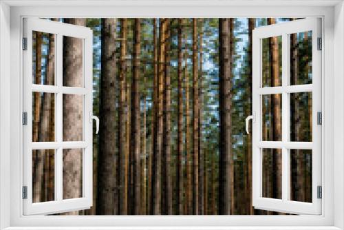 Fototapeta Naklejka Na Ścianę Okno 3D - A lot of tall trees. A large pine forest.
