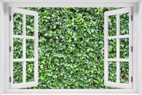 Fototapeta Naklejka Na Ścianę Okno 3D - Green leaves wall