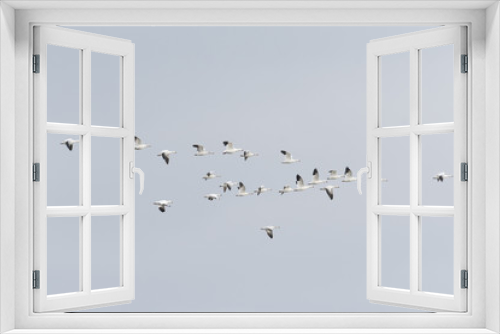 Fototapeta Naklejka Na Ścianę Okno 3D - ハクガン(snow goose)