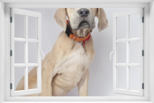 Fototapeta Naklejka Na Ścianę Okno 3D - Purebred Great Dane puppy