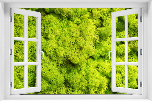 Fototapeta Naklejka Na Ścianę Okno 3D - Bright green moss as background