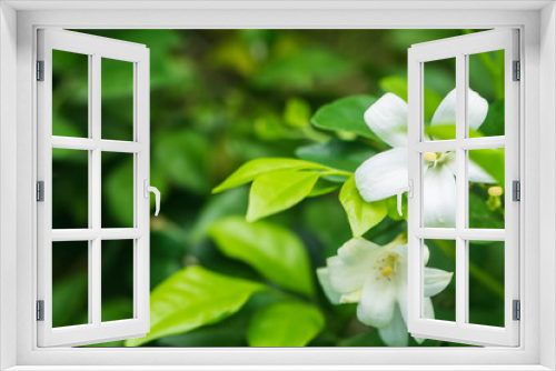 Fototapeta Naklejka Na Ścianę Okno 3D - white flowers background
