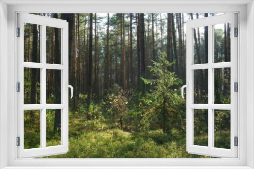 Fototapeta Naklejka Na Ścianę Okno 3D - Park Krajobrazowy Puszczy Solskiej