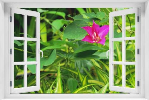 Fototapeta Naklejka Na Ścianę Okno 3D - Bauhinia purpurea