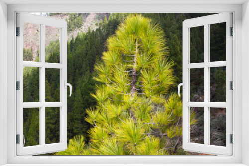 Fototapeta Naklejka Na Ścianę Okno 3D - Beautiful panorama of pine forest with sunny summer day. Coniferous trees. Sustainable ecosystem. Tenerife, Teide volcano, Canary islands, Spain