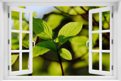 Fototapeta Naklejka Na Ścianę Okno 3D - Blätter im Gegenlicht