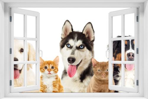 Fototapeta Naklejka Na Ścianę Okno 3D - Kitten and puppy