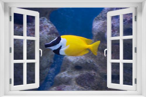 Fototapeta Naklejka Na Ścianę Okno 3D - Желтая аквариумная рыбка