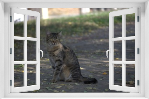 Fototapeta Naklejka Na Ścianę Okno 3D - gray cat