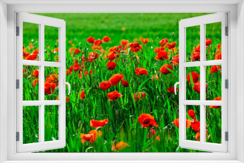 Fototapeta Naklejka Na Ścianę Okno 3D - Field of bright red  poppy flowers in spring