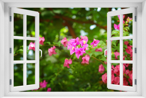Fototapeta Naklejka Na Ścianę Okno 3D - Bougainvillea flowers