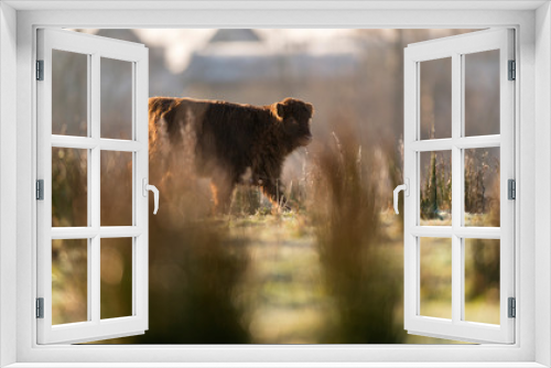 Fototapeta Naklejka Na Ścianę Okno 3D - Highland calf walking in meadow backlit by sunlight.