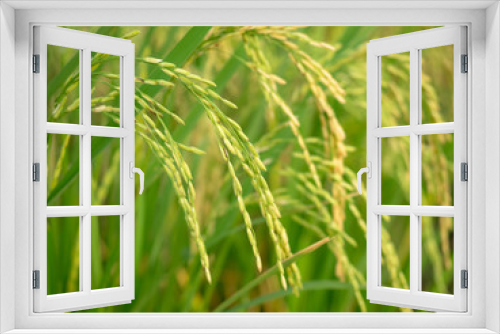 Fototapeta Naklejka Na Ścianę Okno 3D - Rice field