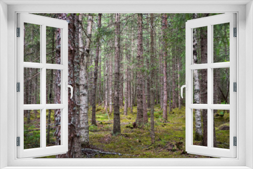 Fototapeta Naklejka Na Ścianę Okno 3D - Forêt de pins et bouleaux