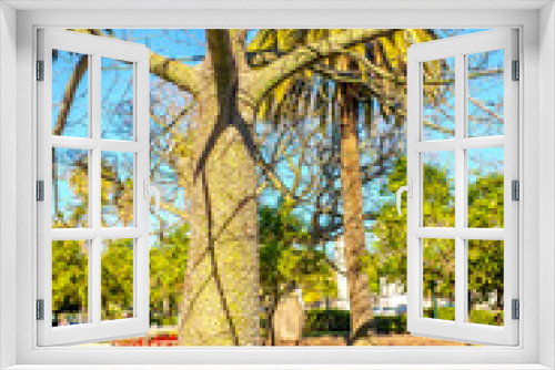 Fototapeta Naklejka Na Ścianę Okno 3D - ornamental ceiba chodatii tree in park in malaga