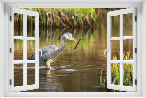 Fototapeta Naklejka Na Ścianę Okno 3D - Reiher im Wasser