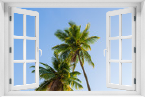 Fototapeta Naklejka Na Ścianę Okno 3D - Two coconut tree with blue sky background
