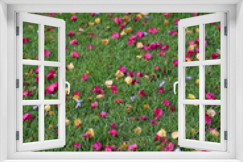 Fototapeta Naklejka Na Ścianę Okno 3D - fleurs de bougainvilliers sur l'herbe vertical