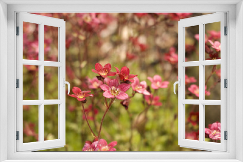 Fototapeta Naklejka Na Ścianę Okno 3D - natural beauty