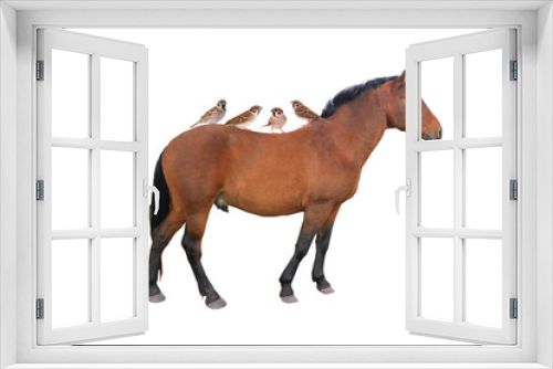 Fototapeta Naklejka Na Ścianę Okno 3D - sparrow and horse