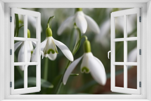 Fototapeta Naklejka Na Ścianę Okno 3D - Schneeglöckchen - Frühling