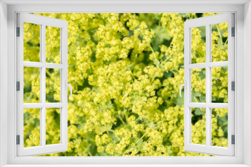 Fototapeta Naklejka Na Ścianę Okno 3D - Flower Alchemilla microdata
