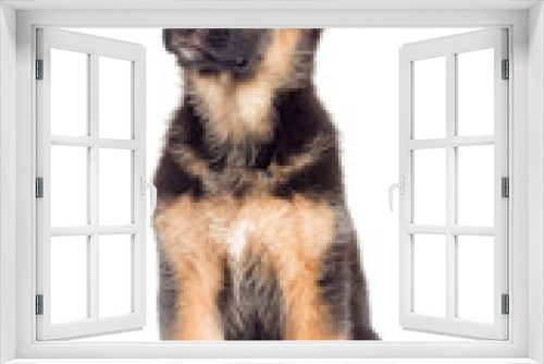 Fototapeta Naklejka Na Ścianę Okno 3D - Puppy looking