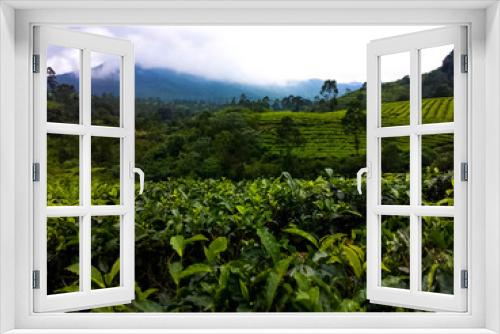 Fototapeta Naklejka Na Ścianę Okno 3D - Tea plantation with mountain views