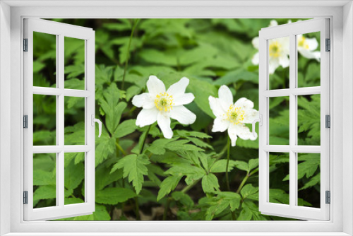Fototapeta Naklejka Na Ścianę Okno 3D - Spring white forest flowers