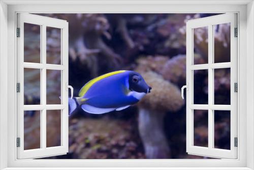 Fototapeta Naklejka Na Ścianę Okno 3D - Рыба Хирург синий с белой грудью