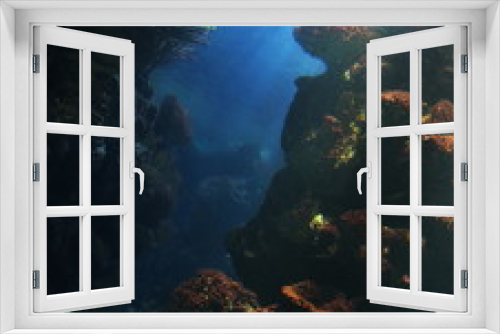 Fototapeta Naklejka Na Ścianę Okno 3D - Under the sea