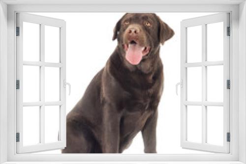 Fototapeta Naklejka Na Ścianę Okno 3D - Brown Labrador Dog Looks