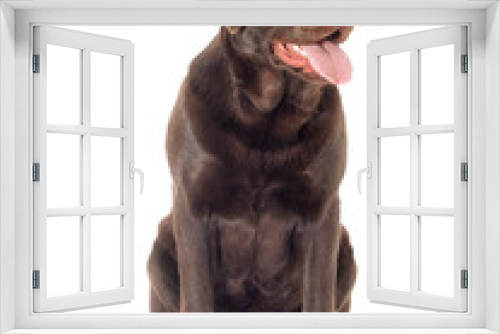 Fototapeta Naklejka Na Ścianę Okno 3D - Brown labrador dog looking