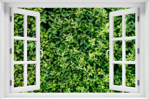 Fototapeta Naklejka Na Ścianę Okno 3D - Green leaves wall