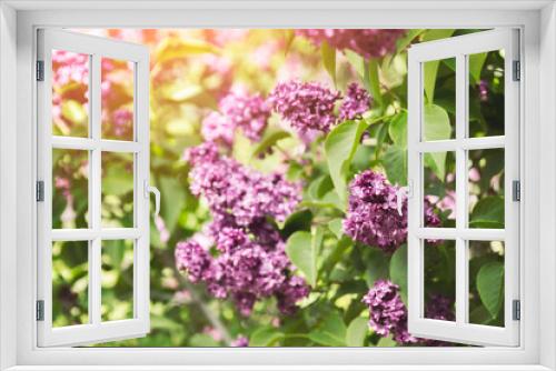Fototapeta Naklejka Na Ścianę Okno 3D - Purple lilac flowers blossom