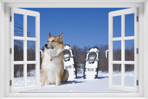 Fototapeta Naklejka Na Ścianę Okno 3D - Beautiful Dog and Snowshoes with Snow and Blue sky