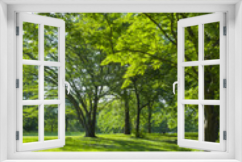 Fototapeta Naklejka Na Ścianę Okno 3D - 新緑の公園