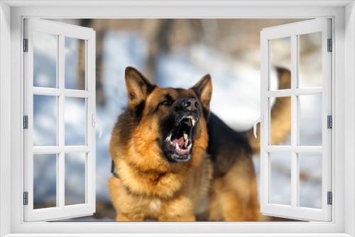 Fototapeta Naklejka Na Ścianę Okno 3D - angry dangerous shepherd dog protection barking attacks police