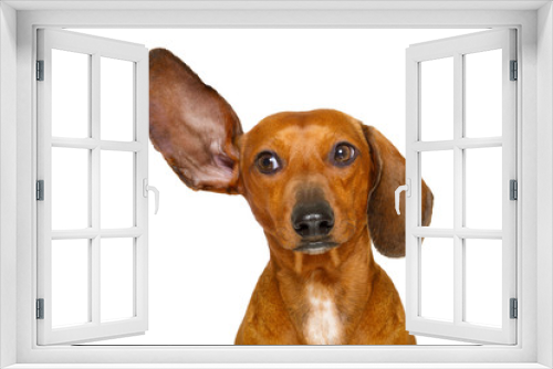 Fototapeta Naklejka Na Ścianę Okno 3D - dog listening  carefully